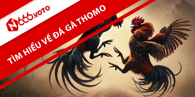 Tìm hiểu về đá gà Thomo